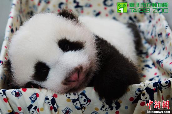 圓仔越來(lái)越好動(dòng) 伸小熊掌抱住保育員萌樣撒嬌