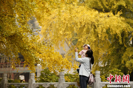 北京潭柘寺千年銀杏盡帶“黃金甲”