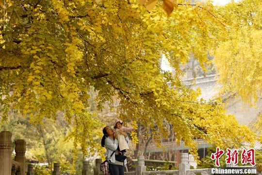 北京潭柘寺千年銀杏盡帶“黃金甲”