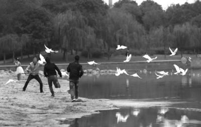 情侶拍婚紗照放生鴿子被哄搶 市民:可以吃