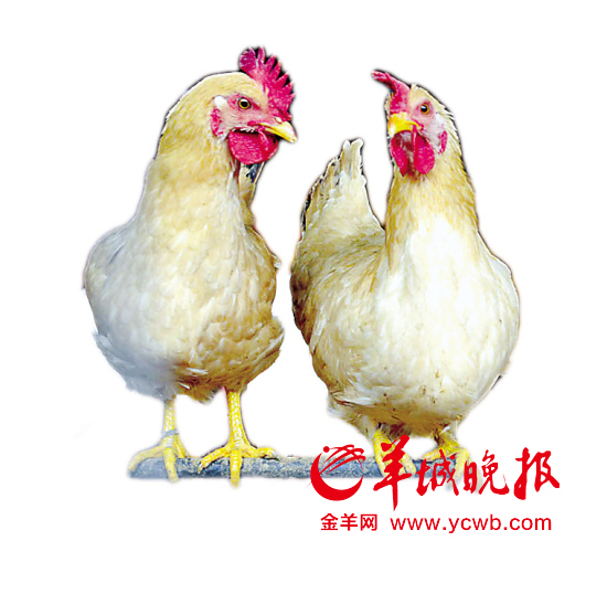 廣東專家預(yù)測(cè)：未來數(shù)月人染H7N9禽流感風(fēng)險(xiǎn)明顯增加