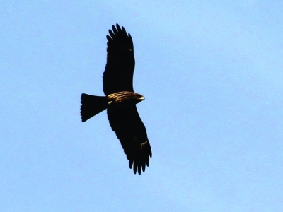 南京:千余老鷹盤旋上空 居民家?guī)资浑u被叼光(圖)