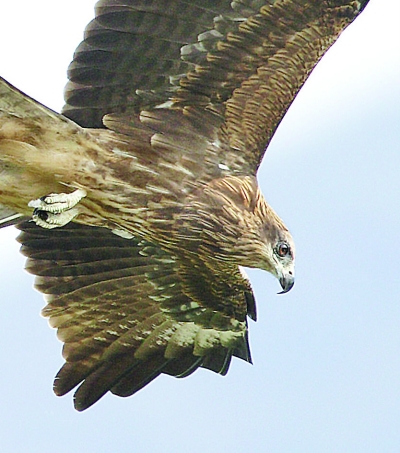 南京:千余老鷹盤旋上空 居民家?guī)资浑u被叼光(圖)