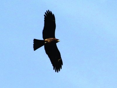 千余只老鷹盤旋南京上空 居民家養雞被叼光(圖)