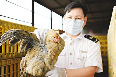 深圳供港雞場停送活禽 深圳市場正常銷售(圖)