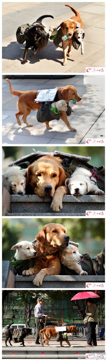 廣州驚現狗狗“賣娃” 惹人憐愛