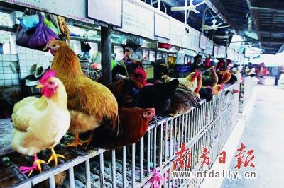 香港2人確診感染H7N9 深圳或關閉市區活禽交易市場