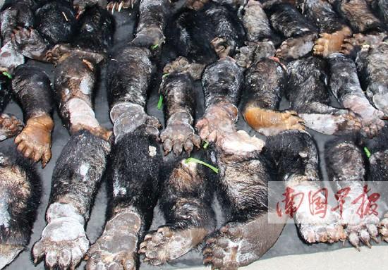 貨車暗藏76只走私熊掌 被截獲前司機棄車而逃(圖)