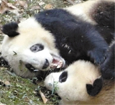 大熊貓黑眼圈變白 經查患上皮膚寄生蟲(圖)