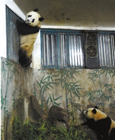 大熊貓黑眼圈變白 經查患上皮膚寄生蟲(圖)