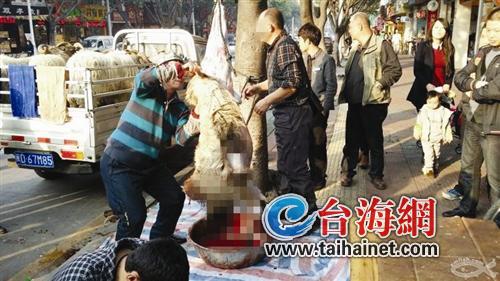 廈門(mén):攤販當(dāng)街宰殺綿羊 路人花萬(wàn)元買(mǎi)來(lái)放生