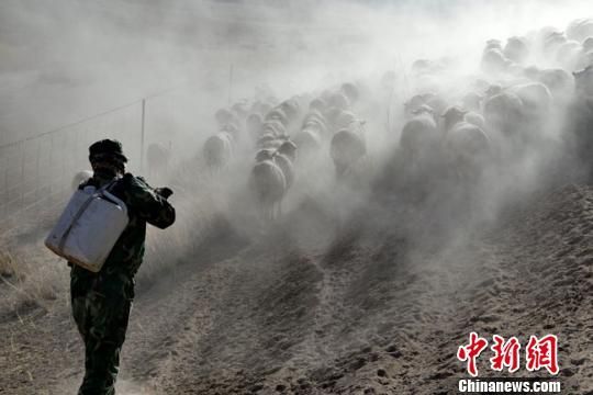 甘肅回應牲畜“渴死”:死亡數量屬于正常范圍