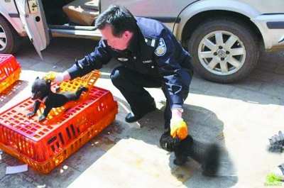司機載22只小黑熊被民警攔截 自稱拉的是土狗（圖）