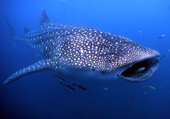 溫州漁民捕獲萬斤大魚 或遭漁業部門處罰