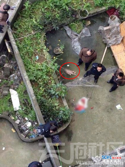 南充一嬰兒被扔下樓摔死 警方逐戶排查