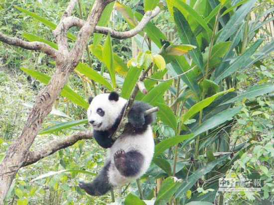 “圓仔”出生282天體重25公斤