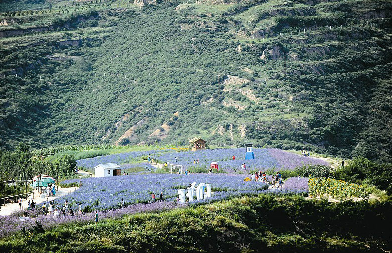 太原也有薰衣草莊園