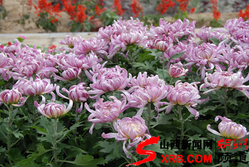 “大美家園”菊花展盡顯朔州城市魅力