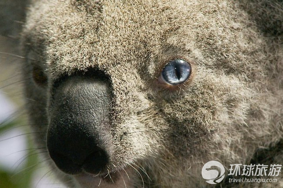 欣賞世界上最可愛的動物