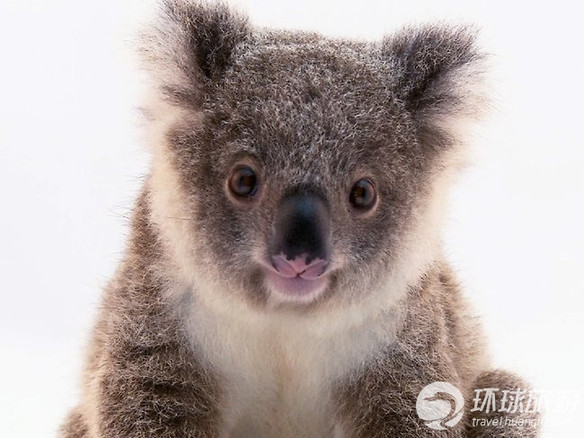 欣賞世界上最可愛的動物