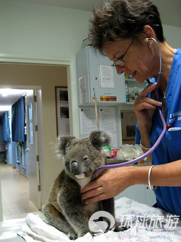 欣賞世界上最可愛的動物