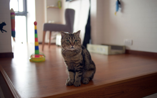 去貓主題咖啡館 逗喵星人