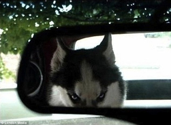 乖巧寵物的“邪惡”表情