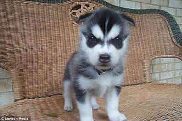 乖巧寵物的“邪惡”表情