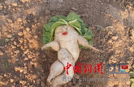 成精的蘿卜君！《大根逃亡記》爆紅