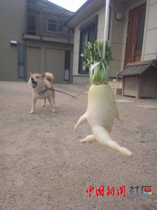 成精的蘿卜君！《大根逃亡記》爆紅