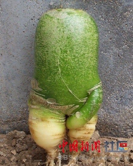 成精的蘿卜君！《大根逃亡記》爆紅