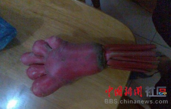 成精的蘿卜君！《大根逃亡記》爆紅