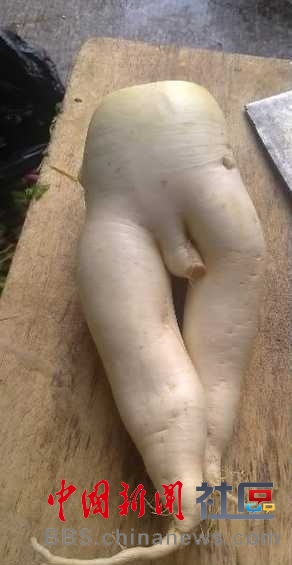 成精的蘿卜君！《大根逃亡記》爆紅