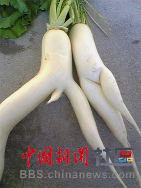 成精的蘿卜君！《大根逃亡記》爆紅