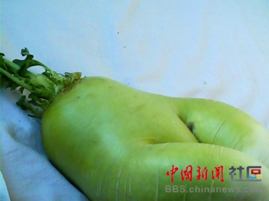 成精的蘿卜君！《大根逃亡記》爆紅