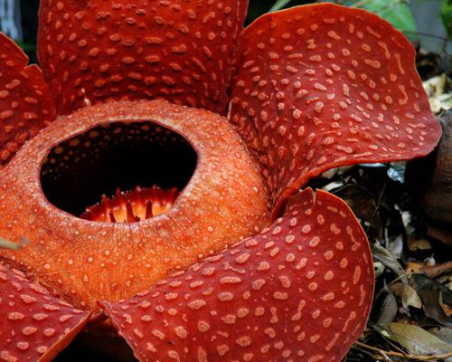 難聞！全球氣味最怪異的九種植物