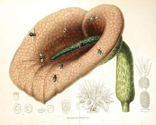 難聞！全球氣味最怪異的九種植物