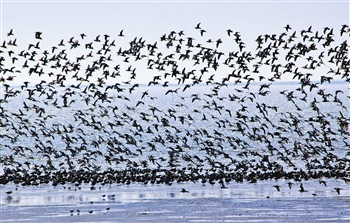 萬(wàn)鳥(niǎo)云集八卦灘