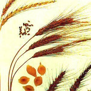 30種神奇的抗衰老食物！