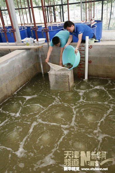 天津寧河七里海河蟹進入孵化期