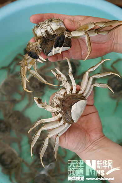天津寧河七里海河蟹進入孵化期