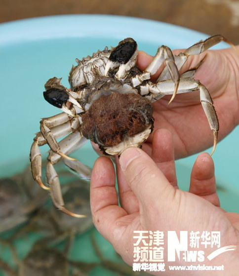 天津?qū)幒悠呃锖：有愤M(jìn)入孵化期