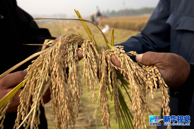 天津優質水稻喜獲豐收