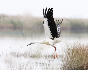 西北風“吹”來大批候鳥(圖)