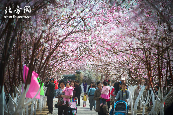 人面桃花相映紅 天津市運(yùn)河桃花文化旅游節(jié)開幕