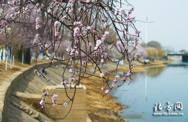 人面桃花相映紅 天津市運(yùn)河桃花文化旅游節(jié)開幕
