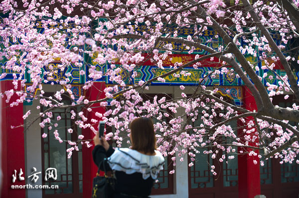 人面桃花相映紅 天津市運(yùn)河桃花文化旅游節(jié)開幕