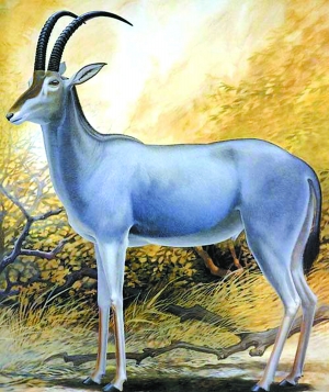 地球正在經歷第6次物種大滅絕？