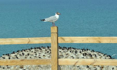 純美風光：春暖青海湖