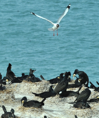 純美風光：春暖青海湖